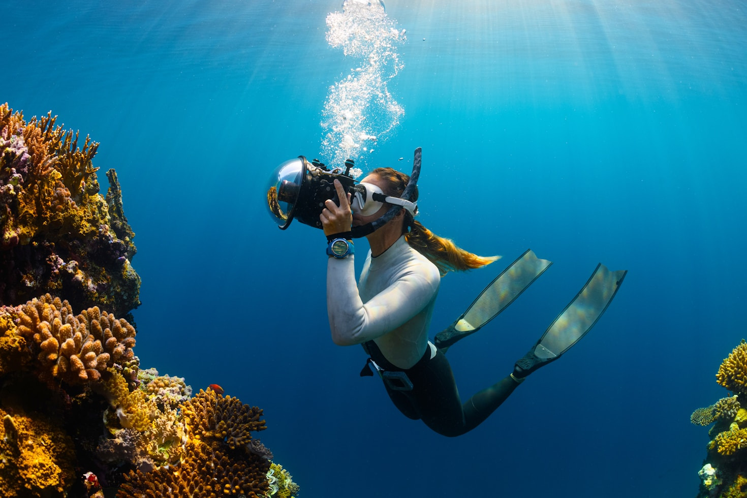 Marine Life You Must See in Australian Waters