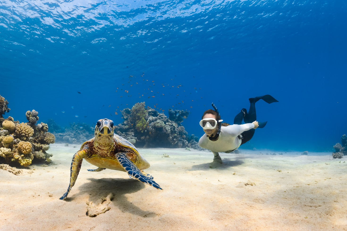 Why Australia Should Be on Every Diver’s List